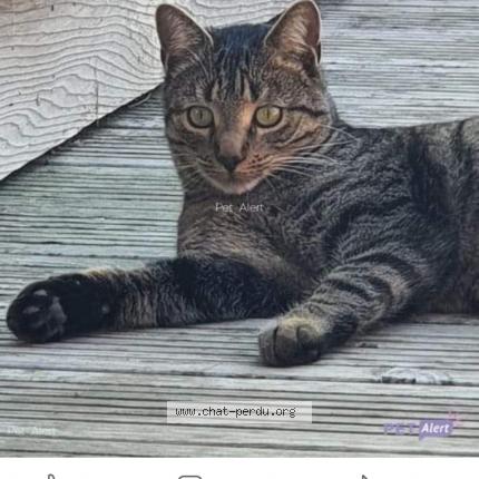 Photo 1/1 Chat retrouvé Perdu à Ventabren