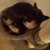 Photo de chat perdu à Nice