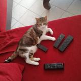 Photo de chat perdu à Breuillet