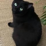 Photo de chat perdu à Bagnolet