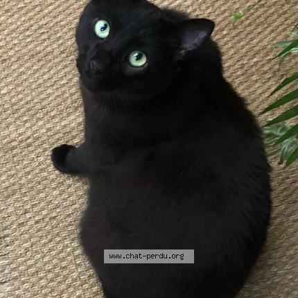 Photo 1/1 Chat retrouvé Perdu à Bagnolet