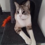 Photo de chat perdu à Beaulieu Sous Parthenay