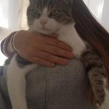 Photo de chat perdu à Henin Beaumont