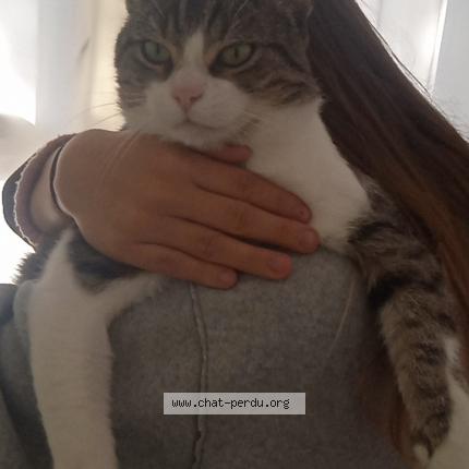 Photo 1/1 Chat retrouvé Perdu à Henin Beaumont