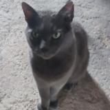 Photo de chat perdu à Saint Onen La Chapelle