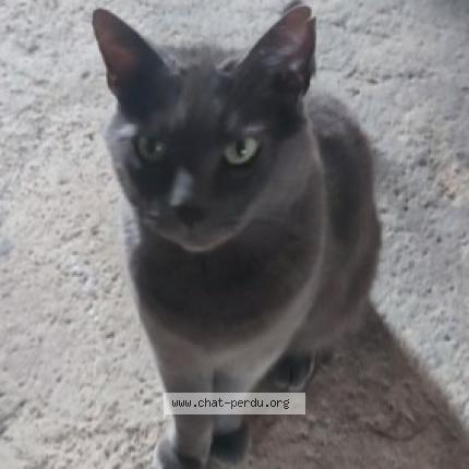 Photo 1/1 Chat retrouvé Perdu à Saint Onen La Chapelle