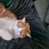 Photo de chat perdu à Montauban