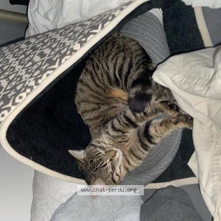 Ziggy Chat Perdu A Toulouse Chat Perdu France Ziggy Chat Perdu A Toulouse Chat Perdu France