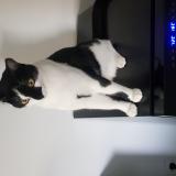 Photo de chat perdu à Grenoble