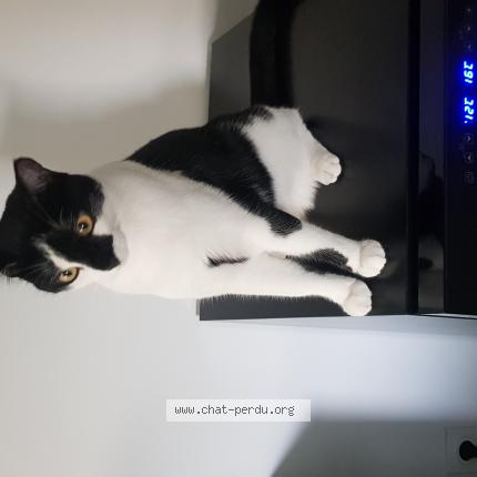 Photo de chat perdu à Grenoble