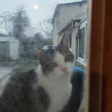 Photo de chat trouvé à Saint Germain Sur Morin