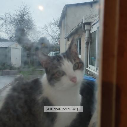 Photo de chat trouvé à Saint Germain Sur Morin