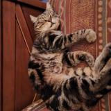 Photo de chat perdu à Meyssiez