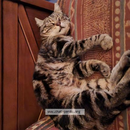 Photo 1/1 Chat retrouvé Perdu à Meyssiez