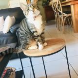 Photo de chat trouvé à Montbeliard