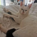 Photo de chat perdu à Brest