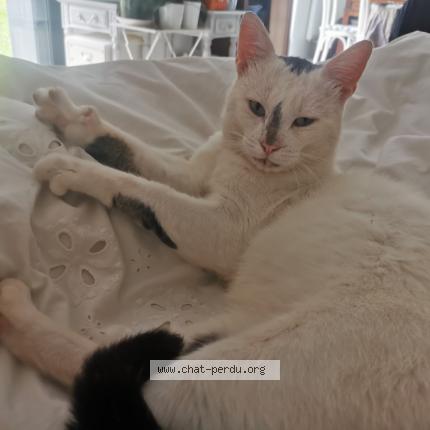 Photo 1/1 Chat retrouvé Perdu à Brest