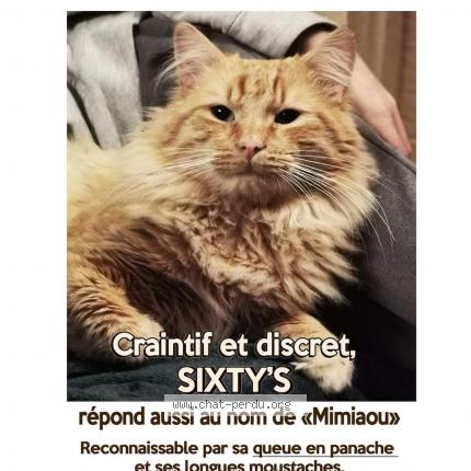 Photo 1/1 Chat retrouvé Perdu à Tours