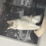 Photo de chat perdu à Saint Herblain