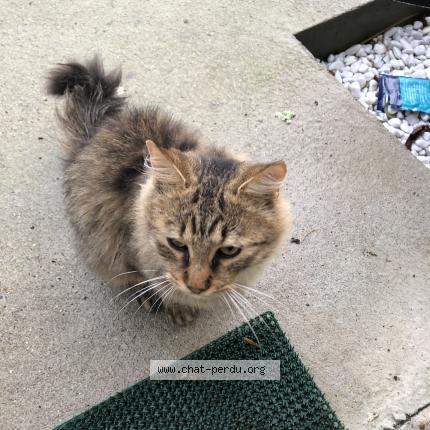 Photo de chat perdu à Chouze Sur Loire