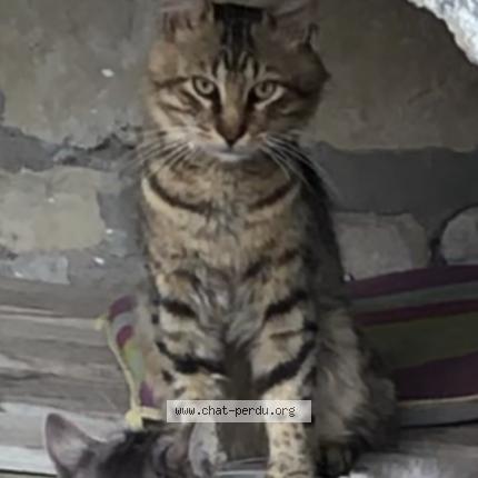 Photo 2/3 Chat retrouvé Perdu à Chouze Sur Loire