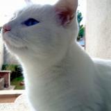 Photo de chat perdu à Carpentras