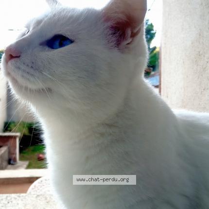 Photo 1/1 Chat retrouvé Perdu à Carpentras