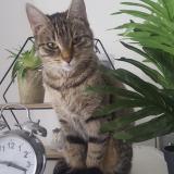 Photo de chat perdu à Meaux