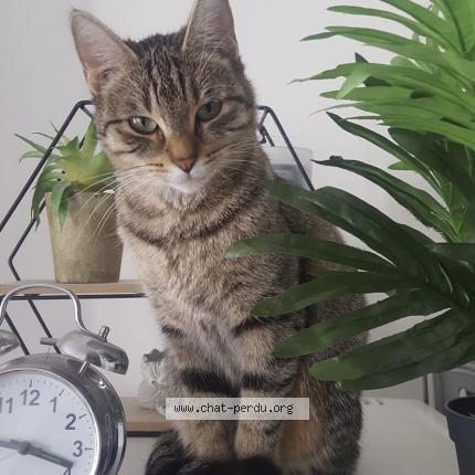 Photo de chat perdu à Meaux