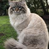 Photo de chat perdu à Poiroux