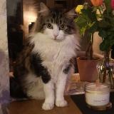 Photo de chat perdu à Angouleme