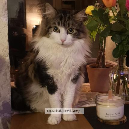 Photo 1/1 Chat retrouvé Perdu à Angouleme