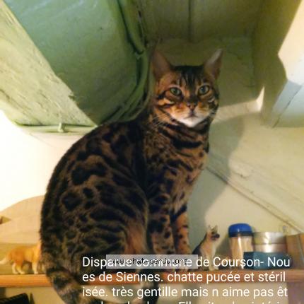 Photo 1/1 Chat retrouvé Perdu à Courson