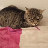 Photo de chat perdu à Fameck