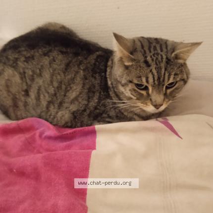 Photo de chat perdu à Fameck