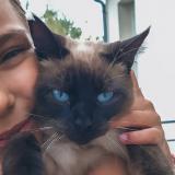 Photo de chat perdu à Monnaie