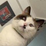 Photo de chat perdu à Sarreguemines