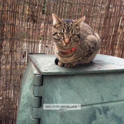 Photo 1/1 Chat retrouvé Trouvé à Pantin