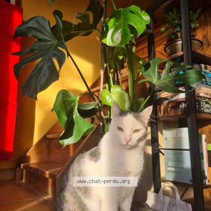 Photo 1/1 Chat retrouvé Perdu à Montpellier