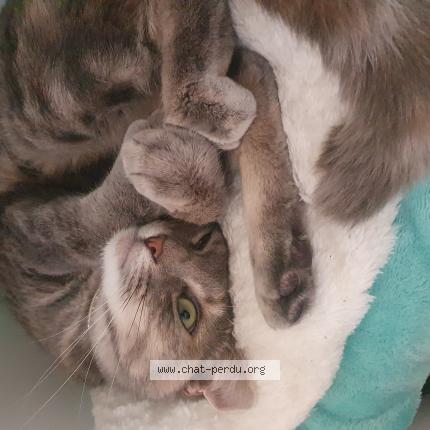 Photo 1/1 Chat retrouvé Perdu à Armentieres