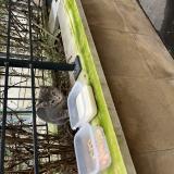 Photo de chat trouvé à Paris