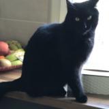 Photo de chat perdu à Cauvicourt