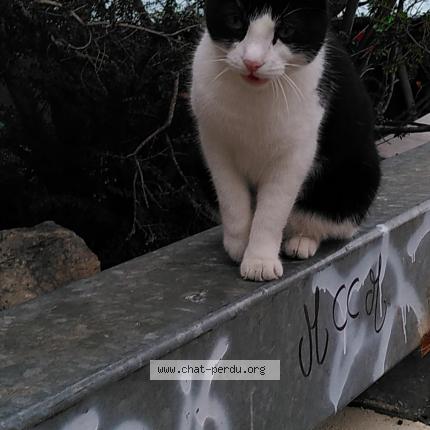 Chat Trouve A Marseille Chat Perdu France