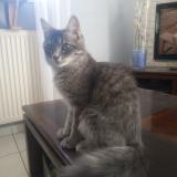 Photo de chat perdu à Grandchamp Des Fontaines