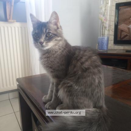 Photo 1/1 Chat retrouvé Perdu à Grandchamp Des Fontaines