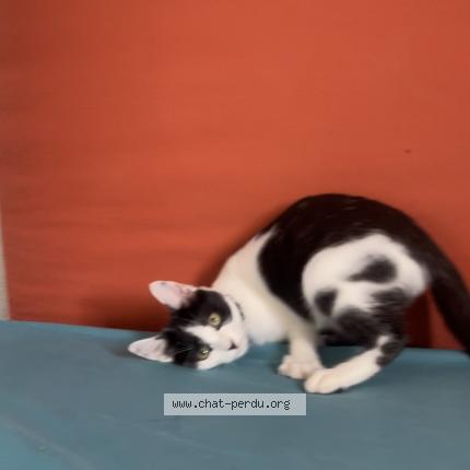 Photo 1/1 Chat retrouvé Perdu à Alpe d huez