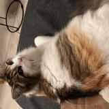 Photo de chat perdu à Saint Vincent De Tyrosse