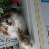 Photo de chat perdu à Paris