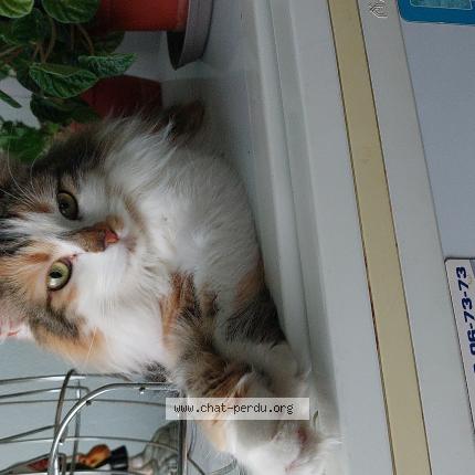 Photo 1/1 Chat retrouvé Perdu à Paris