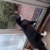 Photo de chat trouvé à La Genetouze